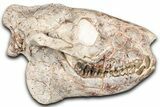 Superb, Fossil Oreodont (Merycoidodon) Skull - South Dakota #355527-1